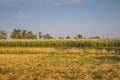 Field of corn on the background of palm trees in Egypt. Nile Valley. Palm trees Up in the middle of dry corn trees fields Royalty Free Stock Photo