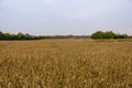 Field of corn cornmaze Royalty Free Stock Photo