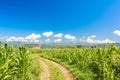 Field of corn, country road and blue sky with clouds. Royalty Free Stock Photo