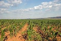 Field of corn crops