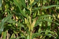 Field of corn, ready for harvest Royalty Free Stock Photo