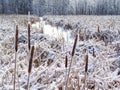 Field of corn dog in winter-Stock photos