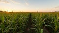 A field of corn at dusk Corn, Brilliant orange sunrise over a Corn field. generative ai Royalty Free Stock Photo