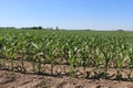 Field Corn with and a Farm Royalty Free Stock Photo