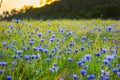 Field with corn flowers and barley in Sassello Royalty Free Stock Photo