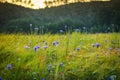 Field with corn flowers and barley in Sassello Royalty Free Stock Photo