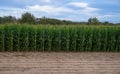 Field of corn growing in rural Portugal. Cobs ripening in summer. Royalty Free Stock Photo