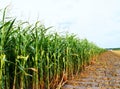 A field of corn is grown for grain and silage for cows
