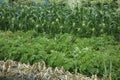 A field of corn grown to fruition