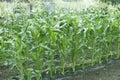 A field of corn grown to fruition