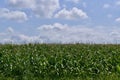 A field with corn inflorescences with blue sky and white clouds Royalty Free Stock Photo