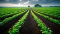 A field of corn with a lone tree in the distance Royalty Free Stock Photo