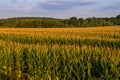 Field of Corn in Midwest Royalty Free Stock Photo