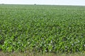 Field of corn Royalty Free Stock Photo