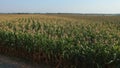 Field of corn organic Maize field green field of corn.