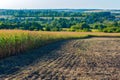 Field with corn. Part of a field with harvested corn Royalty Free Stock Photo