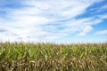 Field of corn plants on farm, blue sky white clouds Royalty Free Stock Photo