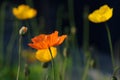 Field of Corn Poppy Flowers