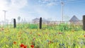 Field Of Corn Poppy In The Mist