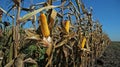 Field of Corn Ready for Harvest