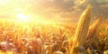 A field of corn ready for harvest with the sun rising in the background. AIG51A Royalty Free Stock Photo