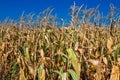 Corn ears of grain crops.