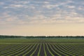 Field of corn