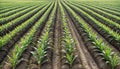 A field of corn with rows of corn plants growing Royalty Free Stock Photo