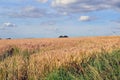 A Field of Corn