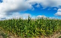 Field with corn stalks against a blue sky Royalty Free Stock Photo