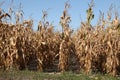 Field of corn stalks dried out due to lack of water Royalty Free Stock Photo