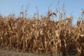 Field of corn stalks dried out due to lack of water Royalty Free Stock Photo