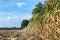 Field with corn stubbles and plants