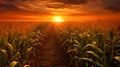 A field of corn at sunrise or sunset. Corn as a dish of thanksgiving for the harvest Royalty Free Stock Photo