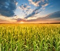 Field with corn at sunset Royalty Free Stock Photo