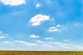 A field of corn under a blue sky with white clouds Royalty Free Stock Photo