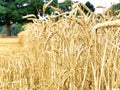 Field of corn or wheat ripe and being cut to make food.