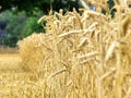 Field of corn or wheat ripe and being cut to make food.