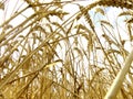 Field of corn or wheat ripe and being cut to make food.