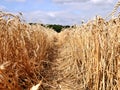 Field of corn or wheat ripe and being cut to make food.