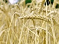 Field of corn or wheat ripe and being cut to make food.