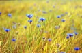 Field with cornflower Royalty Free Stock Photo