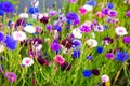 Cornflower field of blue, pink, red, white, purple flowers Royalty Free Stock Photo