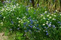 Field cornflowers and daisies on the edge of a rye field Royalty Free Stock Photo