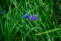Field cornflowers and daisies on the edge of a rye field Royalty Free Stock Photo