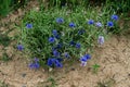 Field cornflowers and daisies on the edge of a rye field Royalty Free Stock Photo