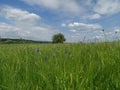 Field of cornflowers in in front of blue sky with cloud formations Royalty Free Stock Photo