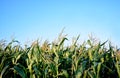Field of corns in summertime.Outodoor. Royalty Free Stock Photo