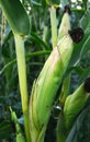 Field of corns in summertime.Outodoor. Royalty Free Stock Photo