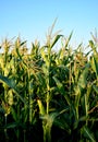 Field of corns in summertime.Outodoor. Royalty Free Stock Photo